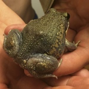 Limnodynastes dumerilii at Illilanga & Baroona - 7 Jan 2017 11:24 PM