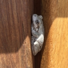 Litoria peronii (Peron's Tree Frog, Emerald Spotted Tree Frog) at Michelago, NSW - 18 Dec 2016 by Illilanga