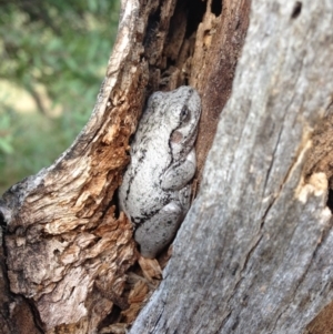 Litoria peronii at Illilanga & Baroona - 18 Mar 2015