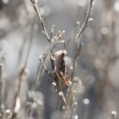 Phaulacridium vittatum (Wingless Grasshopper) at Michelago, NSW - 13 Nov 2011 by Illilanga