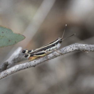 Macrotona australis at Michelago, NSW - 15 Feb 2015