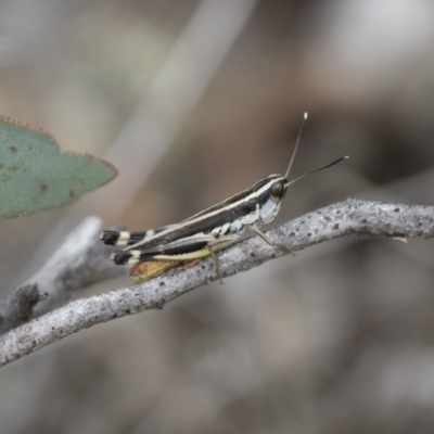 Macrotona australis (Common Macrotona Grasshopper) at Michelago, NSW - 15 Feb 2015 by Illilanga