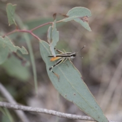 Macrotona australis at Michelago, NSW - 15 Feb 2015 02:45 PM