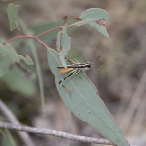 Macrotona australis at Michelago, NSW - 15 Feb 2015 02:45 PM