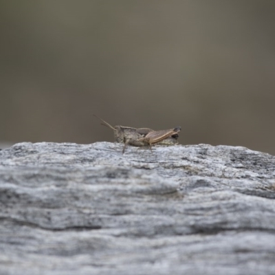 Phaulacridium vittatum (Wingless Grasshopper) at Michelago, NSW - 15 Feb 2015 by Illilanga