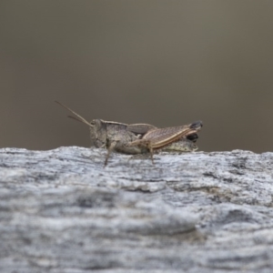 Phaulacridium vittatum at Michelago, NSW - 15 Feb 2015