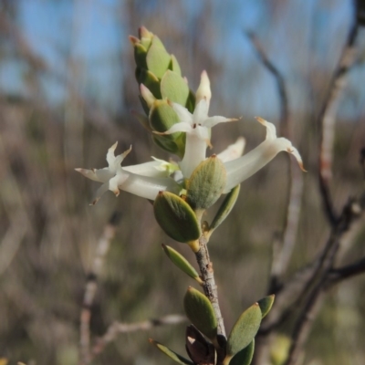 Brachyloma daphnoides (Daphne Heath) at Tennent, ACT - 10 Oct 2017 by michaelb