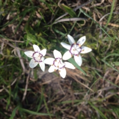 Wurmbea dioica subsp. dioica (Early Nancy) at Hall, ACT - 18 Oct 2017 by GeoffRobertson