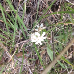 Wurmbea dioica subsp. dioica (Early Nancy) at Royalla, ACT - 18 Oct 2017 by GeoffRobertson