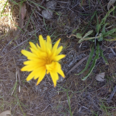 Microseris walteri (Yam Daisy, Murnong) at Hall, ACT - 19 Oct 2017 by GeoffRobertson