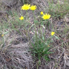 Microseris walteri (Yam Daisy, Murnong) at Williamsdale, NSW - 18 Oct 2017 by GeoffRobertson