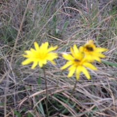 Microseris walteri (Yam Daisy, Murnong) at Williamsdale, NSW - 18 Oct 2017 by GeoffRobertson