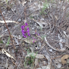 Swainsona recta (Small Purple Pea) at Royalla, ACT - 18 Oct 2017 by GeoffRobertson