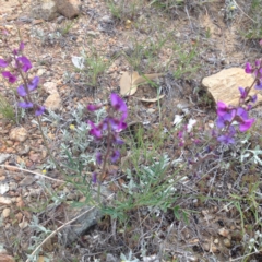 Swainsona recta (Small Purple Pea) at Williamsdale, ACT - 18 Oct 2017 by GeoffRobertson