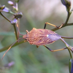 Poecilometis strigatus at Kambah, ACT - 18 Oct 2017