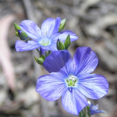 Linum marginale (Native Flax) at Mount Taylor - 18 Oct 2017 by MatthewFrawley