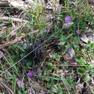 Thysanotus patersonii at Casey, ACT - 16 Oct 2017