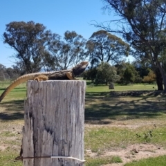 Pogona barbata (Eastern Bearded Dragon) at Gungahlin, ACT - 17 Oct 2017 by RobSpeirs