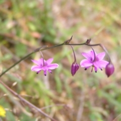 Arthropodium minus (Small Vanilla Lily) at Williamsdale, NSW - 14 Oct 2017 by MatthewFrawley