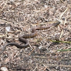 Notechis scutatus at Wamboin, NSW - 19 Oct 2017 02:44 PM