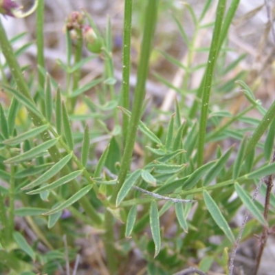 Swainsona recta (Small Purple Pea) at Royalla, ACT - 14 Oct 2017 by MatthewFrawley