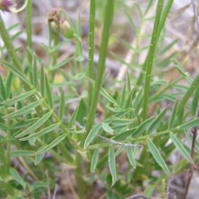 Swainsona recta (Small Purple Pea) at Royalla, ACT - 13 Oct 2017 by MatthewFrawley