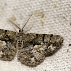 Unplaced externaria (Mahogany Bark Moth (formerly Hypomecis externaria)) at O'Connor, ACT - 18 Oct 2017 by ibaird