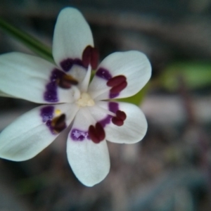 Wurmbea dioica subsp. dioica at Majura, ACT - 8 Oct 2017