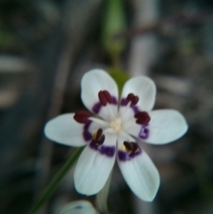 Wurmbea dioica subsp. dioica at Majura, ACT - 8 Oct 2017