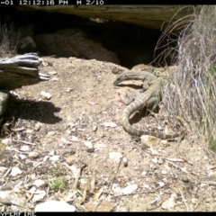 Varanus rosenbergi at Michelago, NSW - 1 Nov 2013