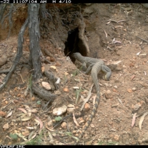 Varanus rosenbergi at Michelago, NSW - suppressed