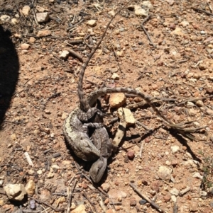 Amphibolurus muricatus at Illilanga & Baroona - 21 Oct 2012 01:23 PM