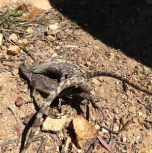 Amphibolurus muricatus at Illilanga & Baroona - 21 Oct 2012 01:23 PM