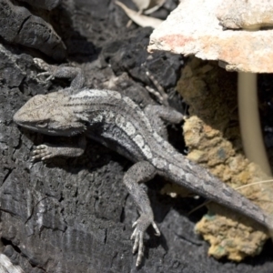 Amphibolurus muricatus at Illilanga & Baroona - 1 Nov 2009