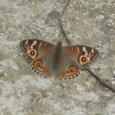 Junonia villida (Meadow Argus) at Latham, ACT - 16 Mar 2011 by Christine