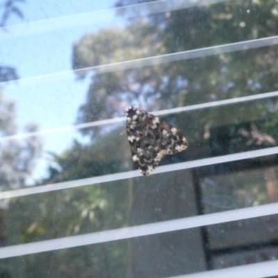 Halone coryphoea (Eastern Halone moth) at Flynn, ACT - 30 Mar 2011 by Christine