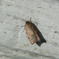 Oecophoridae (family) (Unidentified Oecophorid concealer moth) at Umbagong District Park - 6 Apr 2011 by Christine