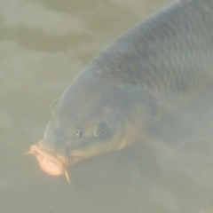 Cyprinus carpio (Common Carp) at Flynn, ACT - 16 Mar 2011 by Christine