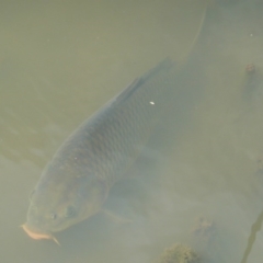 Cyprinus carpio at Flynn, ACT - 16 Mar 2011 11:14 AM