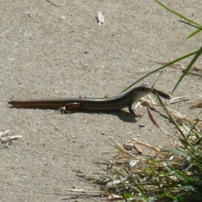 Ctenotus sp. (genus) (A comb-eared skink) at Umbagong District Park - 6 Apr 2011 by Christine