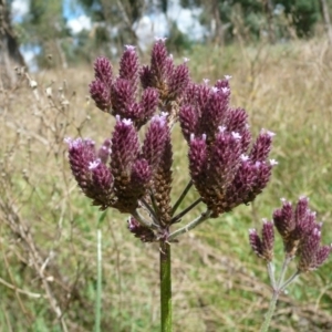 Verbena incompta at Latham, ACT - 6 Apr 2011