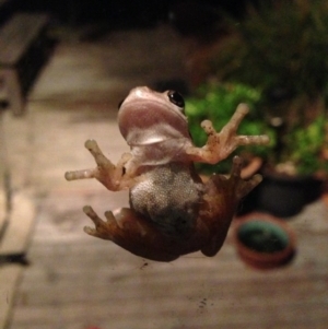 Litoria peronii at Illilanga & Baroona - 24 Mar 2014 08:51 PM