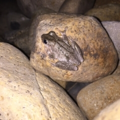 Litoria peronii at Illilanga & Baroona - 21 Dec 2016