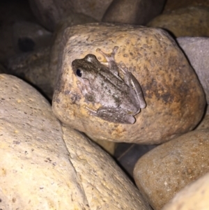 Litoria peronii at Illilanga & Baroona - 21 Dec 2016