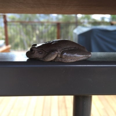 Litoria peronii (Peron's Tree Frog, Emerald Spotted Tree Frog) at Michelago, NSW - 6 Jan 2017 by Illilanga