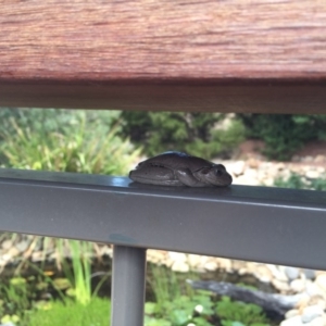 Litoria peronii at Illilanga & Baroona - 6 Jan 2017