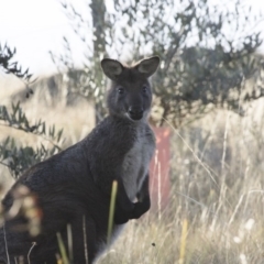 Osphranter robustus (Wallaroo) at Michelago, NSW - 7 Jun 2015 by Illilanga