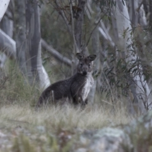 Osphranter robustus at Michelago, NSW - 23 Jul 2015