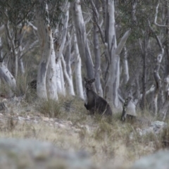 Osphranter robustus at Michelago, NSW - 23 Jul 2015