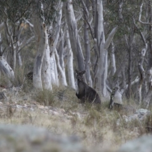 Osphranter robustus robustus at Michelago, NSW - 23 Jul 2015 02:34 PM